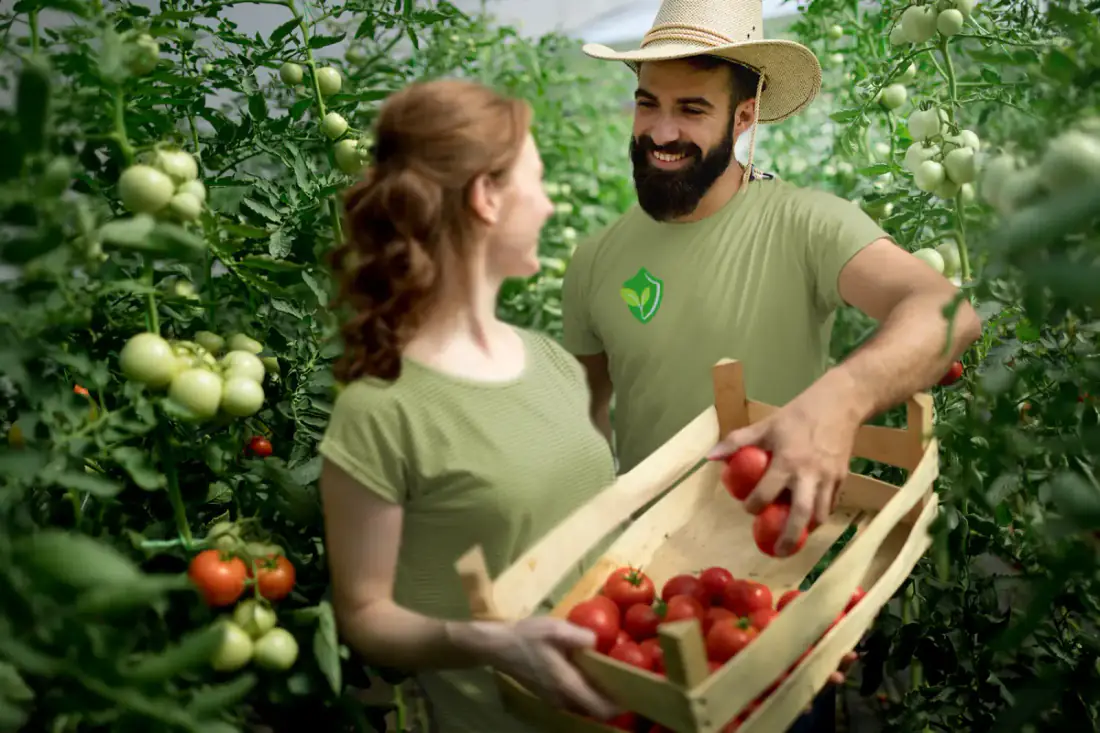 Two growers in Crop Compliance shirts harvesting tomatoes in a greenhouse